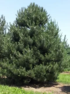 Сосна чёрная Pinus nigra