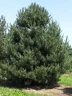 Сосна чёрная Pinus nigra