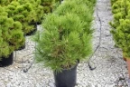 Сосна чёрная Pinus nigra