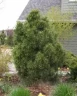 Сосна обыкновенная Глобоза Виридис (Globosa Viridis)
