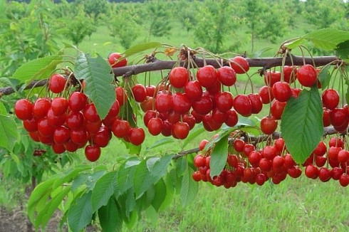Черевишня (Дюк)