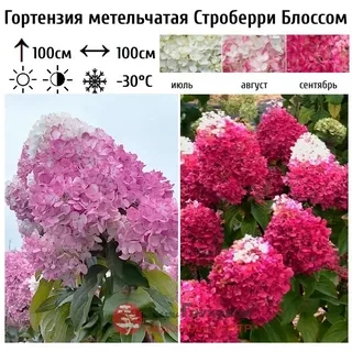 Гортензия метельчатая Строберри Блоссом (Strawberry Blossom)