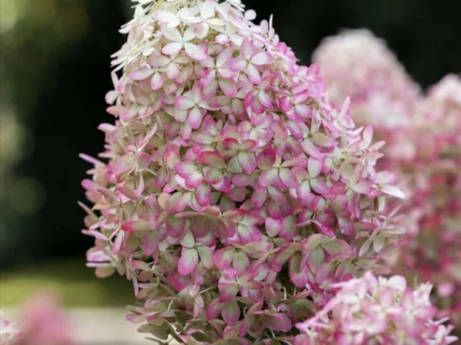 Гортензия метельчатая Роял Флауэр (Royal Flower)