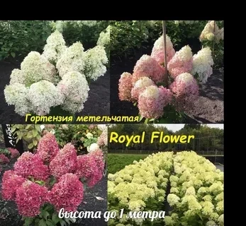 Гортензия метельчатая Роял Флауэр (Royal Flower)