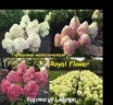 Гортензия метельчатая Роял Флауэр (Royal Flower)