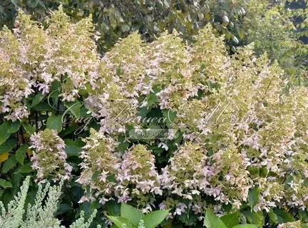 Гортензия метельчатая Перле де Отум (Perle d`Automne)