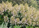 Гортензия метельчатая Перле де Отум (Perle d`Automne)