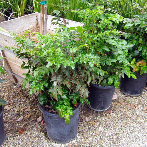 Магония падуболистная Mahonia aquifolium