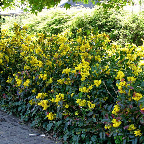 Магония падуболистная Mahonia aquifolium