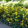 Магония падуболистная Mahonia aquifolium