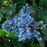 Магония падуболистная Mahonia aquifolium