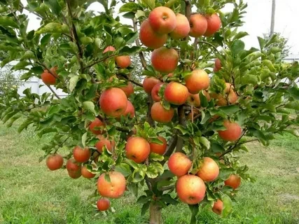 Яблоня Чемпион (зимний сорт)
