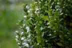 Самшит (Buxus)