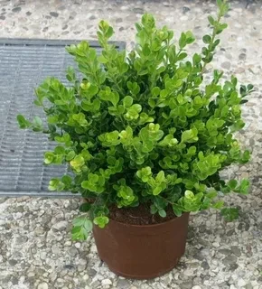 Самшит (Buxus)