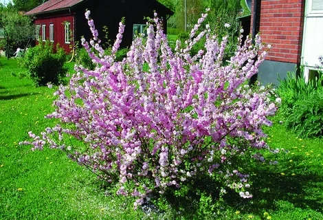 Миндаль трехлопастной (луизеания) Amygdalus triloba