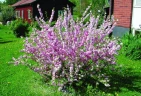 Миндаль трехлопастной (луизеания) Amygdalus triloba