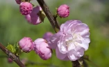 Миндаль трехлопастной (луизеания) Amygdalus triloba