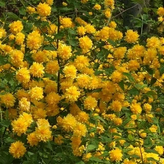 Керрия японская Пленифлора (Pleniflora)