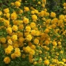 Керрия японская Пленифлора (Pleniflora)