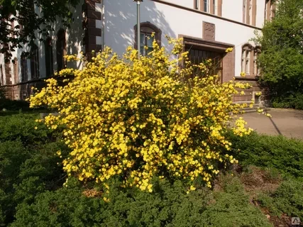 Керрия японская Пленифлора (Pleniflora)