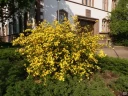 Керрия японская Пленифлора (Pleniflora)