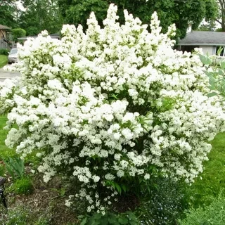 Дейция шершавая Deutzia scabra