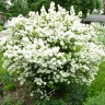 Дейция шершавая Deutzia scabra
