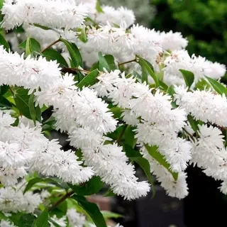 Дейция шершавая Deutzia scabra