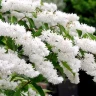 Дейция шершавая Deutzia scabra