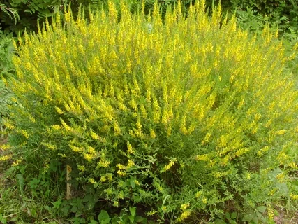 Дрок красильный Genista tinctoria