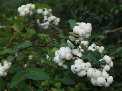Снежноягодник белый Symphoricarpos albus