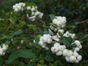 Снежноягодник белый Symphoricarpos albus