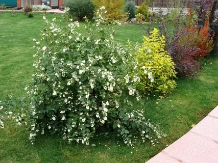 Снежноягодник белый Symphoricarpos albus