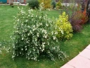 Снежноягодник белый Symphoricarpos albus