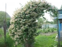 Жимолость каприфоль Lonicera caprifolium