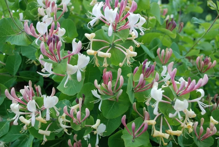 Жимолость каприфоль Lonicera caprifolium