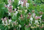 Жимолость каприфоль Lonicera caprifolium