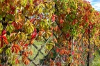 Девичий виноград пятилисточковый Parthenocissus quinquefolia