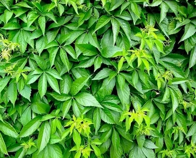 Девичий виноград пятилисточковый Parthenocissus quinquefolia