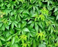 Девичий виноград пятилисточковый Parthenocissus quinquefolia