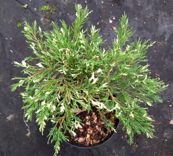 Можжевельник горизонтальный Андорра Вариегата (Andorra Variegata)