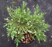 Можжевельник горизонтальный Андорра Вариегата (Andorra Variegata)