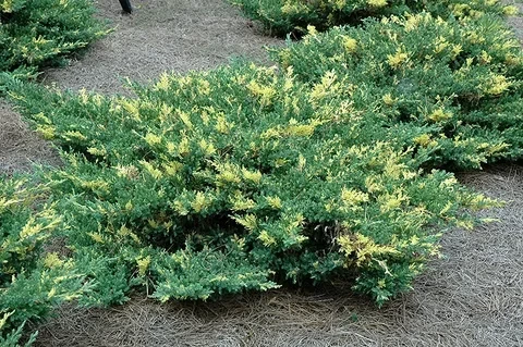 Можжевельник горизонтальный Андорра Вариегата (Andorra Variegata)