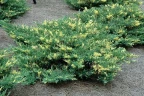 Можжевельник горизонтальный Андорра Вариегата (Andorra Variegata)