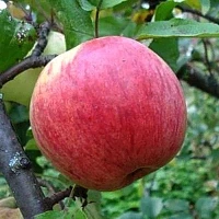Яблоня Чистотел (осенний сорт)