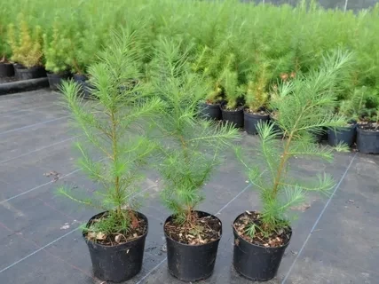 Лиственница европейская (Larix decidua) 