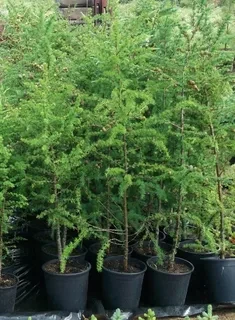 Лиственница европейская (Larix decidua) 