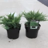 Можжевельник казацкий Тамарисцифолия (Tamariscifolia)