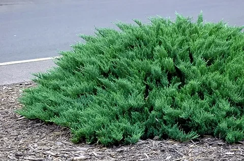 Можжевельник казацкий Тамарисцифолия (Tamariscifolia)
