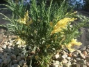Можжевельник казацкий Вариегата (Variegata)